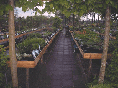 Hoveniersbedrijf Bloemendal
